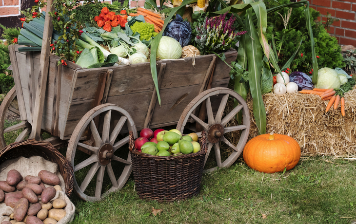 Erntedankfest oder Herbstmarkt - Alter Leiterwagen mit Gemüse dekoriert