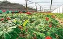 Ginseng-Farm & Buchweizentorte