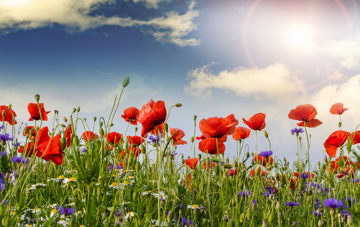 Summer happiness: meadow with red poppies :)