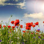 Summer happiness: meadow with red poppies :)