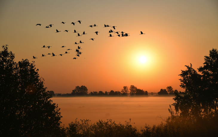 Kraniche bei Sonnenaufgang in der Lewitz